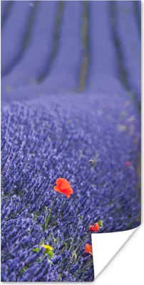 Produktbild von MuchoWow® Poster Lavendel - Mohn - Blumenwiese 20x40 cm - Plakat - Foto