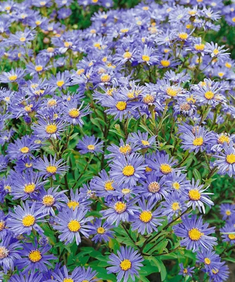 Produktbild von Berg-Aster Blütendecke, im Topf - Aster amellus