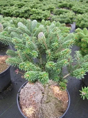 Produktbild von Abies koreana Taiga - Koreatanne Taiga - 25-30