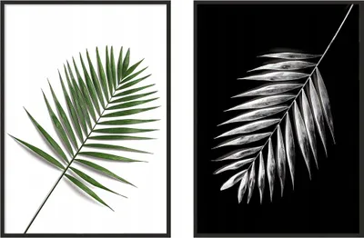 Obrázek produktu pro BILDPOSTER V RÁMU 33x43cm diptych sada 2 obrazů palmové listy P979