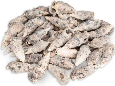 Produktbild von Cerithium aluco,  0,5kg,  ca. 5 - 7,5cm,  ca. 35-45 Stk | Pseudovertagus aluco | Hornschnecke | Muscheln und Deko Schneckenhaus zum Basteln und Dekorieren | Schneckenhaus für Einsiedlerkrebse