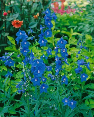 Produktbild von Delphinium x bellad.'Balaton', Rittersporn, blau, ca. 11x11 cm Topf
