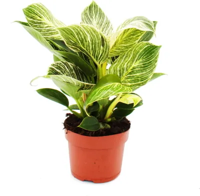 Zdjęcie produktu dla Filodendron White Wave - przyjaciel drzewa w biale paski - doniczka 12 cm