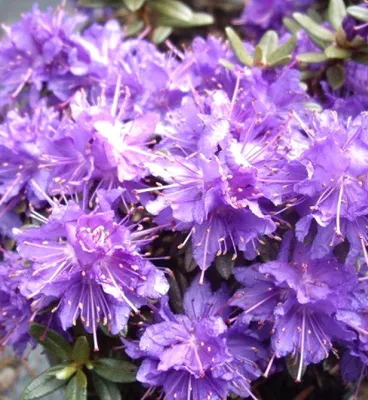 A close-up view of a cluster of purple and violet azalea flowers with green leaves.