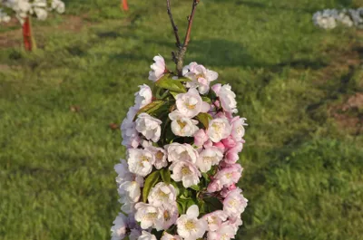 Produktbild von Malus 'Van Eseltine', Zierapfel, rosa Blüten, 60–100 cm