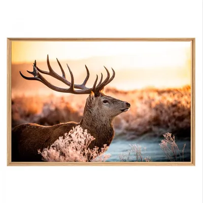 Image de Tableau mural mat encadré chevreuil 65x97 cm, Tableau mural moderne pour décoration intérieure