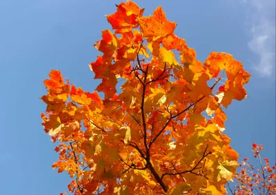 Produktbild von hansepuzzle 37083 - Herbst Puzzle, 260 Teile, Natur, 41,0 x 28,0cm mit hochwertiger Aufbewahrung, Kartonbox und wiederverschließbarem Beutel