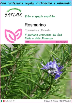 Immagine prodotto di SAFLAX Set regalo - Rosmarino - 100 semi - Rosmarinus