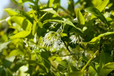Zdjęcie produktu dla Chionanthus virginicus, śnieguliczka amerykańska, 60-80 cm