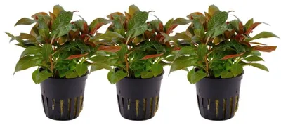 Produktbild von Aquarium Wasserpflanze 3 Stück Ludwigia glandulosa perennis AquaOne 335A Set