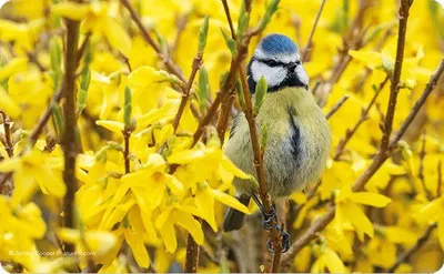 Produktbild von Frühstücksbrettchen Blaumeise, Frühstücksbrett Schneidebrettchen Vesperbrett, Vogel