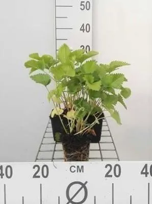 Immagine prodotto di 6 x Stachys grandiflora 'Superba' - Erba - Vaso 9 x 9 cm