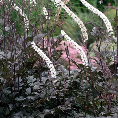Obrázek produktu pro 6 x kříženec  - Actaea racemosa 'Atropurpurea'  | Květináč 9 cm x 9 cm