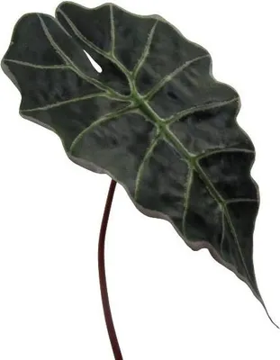 Produktbild von artplants.de Kunst Blatt Alocasia Sanderiana ALEPU, grün, 65cm - Kunstpflanzen Blatt