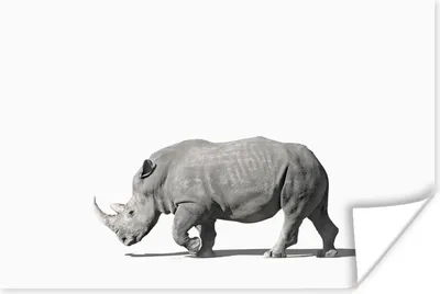 Produktbild von MuchoWow® Poster Rhinozeros - Tiere - Weiß 90x60 cm - Schlafzimmer