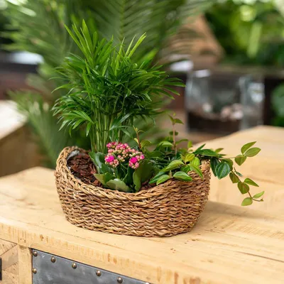 Produktbild von Seegras Korb Schale natur 24 x 16 x 8cm mit Einsatz Blumentopf geflochten Aufbewahrungskorb Übertopf Blumenkorb