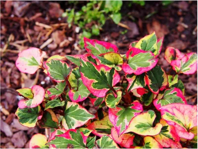 Produktbild von Stauden Gänge 3 x Houttuynia cordata 'Chameleon' - Bunter Eidechsenschwanz - Ein Feuerwerk aus Rot, Gelb und Grün - Teichrandpflanzee