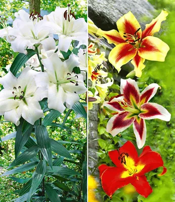 Produktbild von BALDUR Garten 9er Tree-Lily®-Kollektion 4 Farben, Zwiebeln, Baumlilien, Lilium, Lilie, Blumenzwiebeln, winterhart, Wasserbedarf gering, blühend, duftend, Schnittblume