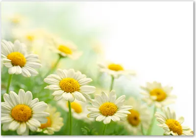 Produktbild von Tulup® Glas-Bild - 100 x 70 - Wandbild aus Glas - Wandkunst - Wandbild hinter gehärtetem Sicherheitsglas - Blumen & Pflanzen - Gänseblümchen - Gelb