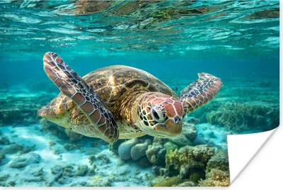 Produktbild von MuchoWow® Poster Eine Schildkröte schwimmt unter Wasser in Bodennähe 180x120 cm - Fotoplakat