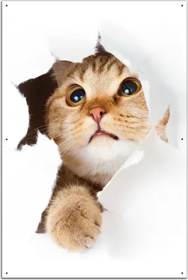 Produktbild von Wallario Outdoor-Poster für Garten oder Balkon, Motiv Katze mit Blick nach oben, in ca. 61 x 91,50 cm