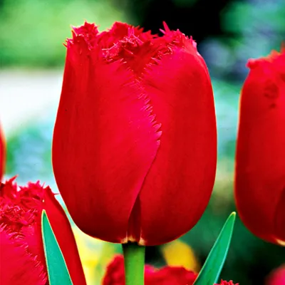 Zdjęcie produktu dla Tulipan Strzępiasty Burgundy Lace 5 szt. Tulipany Cebulki Tulipanów Cebule