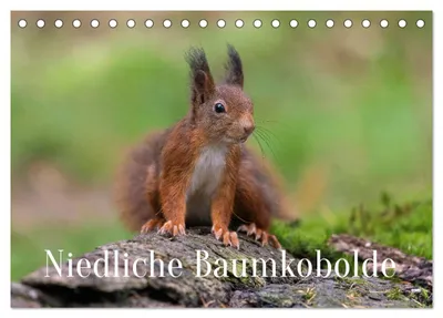 Produktbild von Niedliche Baumkobolde (Tischkalender 2027 DIN A5 quer), CALVENDO Monatskalender