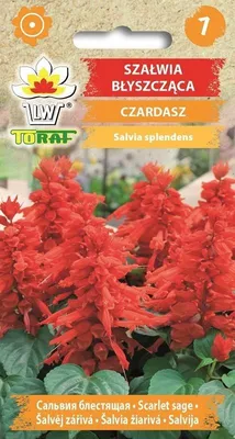Obrázok produktu pre Lesklá šalvia CZARDASZ Kvetinové semená – 654 Toraf