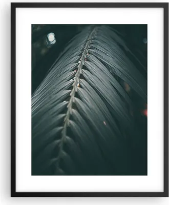 Produktbild von Gerahmtes Poster - Schwarzer Rahmen - Blatt Palme exotisch - 40x50 cm - Wand Bild - Wanddeko - Wandbilder - Kunstposter - Wandposter - Bilderrahmen - Bilder - Kunstdruck - P2BPA40x50-4907