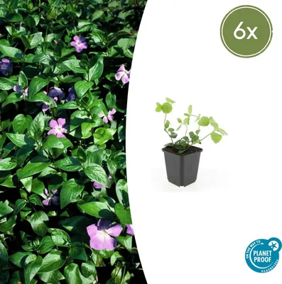 Zdjęcie produktu dla Roslina okrywowa - Barwinek wielkolistny - Vinca major - Doniczka 9 cm - Zestaw 6 roslin
