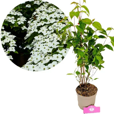 Image de Cornouiller du Japon 'Chinensis' (Cornus kousa 'Chinensis'), hauteur 60 cm, pot de 2 litres