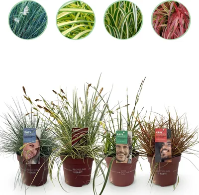 Produktbild von Ziergräser - 4 Pflanzen - Blau - Gelb - Grün - Rot - Immergrün - Wenig Pflege - 40-50cm - Ø17cm - Gartenpflanze