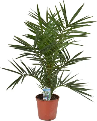 Produktbild von Kanarische Dattelpalme 60 cm - Phoenix canariensis - Phönixpalme