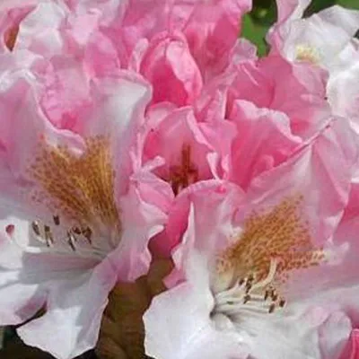 Immagine prodotto di Rododendro 'Bashful' | 60-80 cm in vaso
