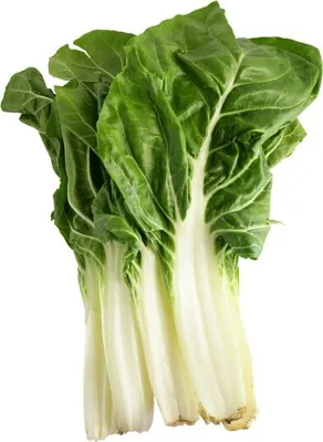 Produktbild von Pak Choi - Paksoi - Chinesischer Senfkohl - min. 100 Samen