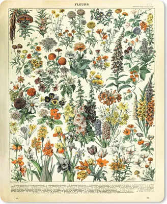 Produktbild von MuchoWow® Mauspad Mousepad Blumen - Pflanzen - Vintage - Adolphe Millot - Kunst 30x40 cm - Mousepads - Maus Mat - Pad - Mausunterlage - Mausmatten