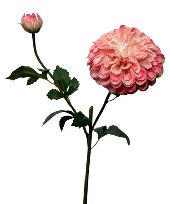 Image de Roberts Collection Bouquet de dahlias artificiels, 74 cm, perle