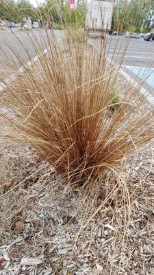 Image de Carex buchananii / Laîche de Buchanan