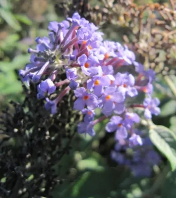 Produktbild von Sommerflieder Lochinch - Buddleja davidii - Schmetterlingsflieder (60-80)