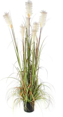 Federgras Fuchsschwanz 180 cm VB 651321