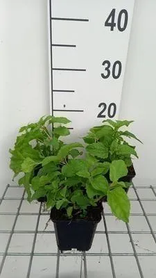 Produktbild von 6 x  Eupatorium coelestinum - Wasserdost - Topf 9 x 9 cm