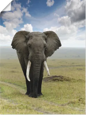 Produktbild von ARTland Poster Elefant Größe: 30x40 cm