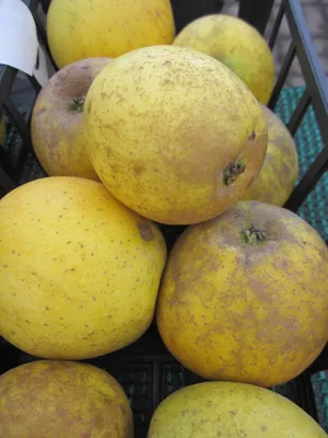 Produktbild von Malus Seestermüher Zitronenapfel - Herbstapfel - 120 cm Stamm