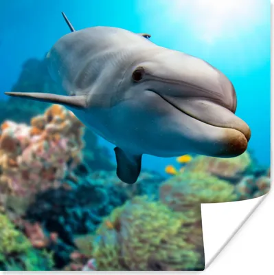 Produktbild von MuchoWow® Poster Delfin - Meer - Koralle 50x50 cm - Wohnzimmerdekoration