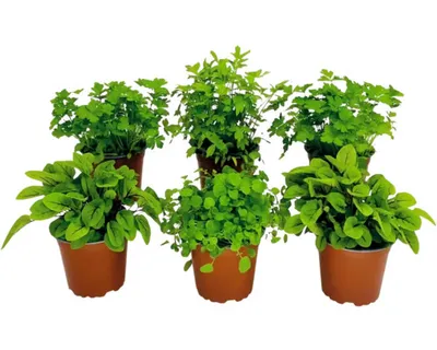 Produktbild von Kräuter Set FloraSelf  Suppenkräuter Mix 6 Stk. Ø 12 cm Topf