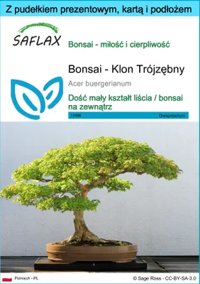 Zdjęcie produktu dla SAFLAX - Zestaw prezentowy - Bonsai - Klon Trójzębny - 30 Nasiona - Z pudełkiem upominkowym, etykietą wysyłkową, kartą podarunkową i podłożem uprawowym - Acer buergerianum