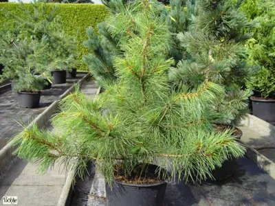Produktbild von Pinus koraiensis - Korea-Kiefer - 40-60cm