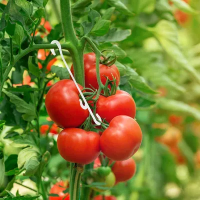 Image de Crochets de fixation pour plantes en forme de J, 13 cm, lot de 100, pour tomates et légumes