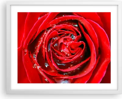 Produktbild von Gerahmtes Poster - Weißer Rahmen - Rose Blume Blütenblätter Tau - 50x40 cm - Wand Bild - Wanddeko - Wandbilder - Wandposter - Bilderrahmen - Bilder - Kunstdruck - Wandbild - P2WAA50x40-1518