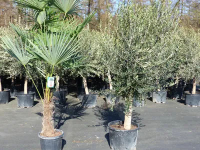 Produktbild von Olivenbaum 20J 180 - 220 cm St.20-30 + 20L Palme St.40 - 60 cm im Set, beste Qualität, winterhart, Trachycarpus Olive